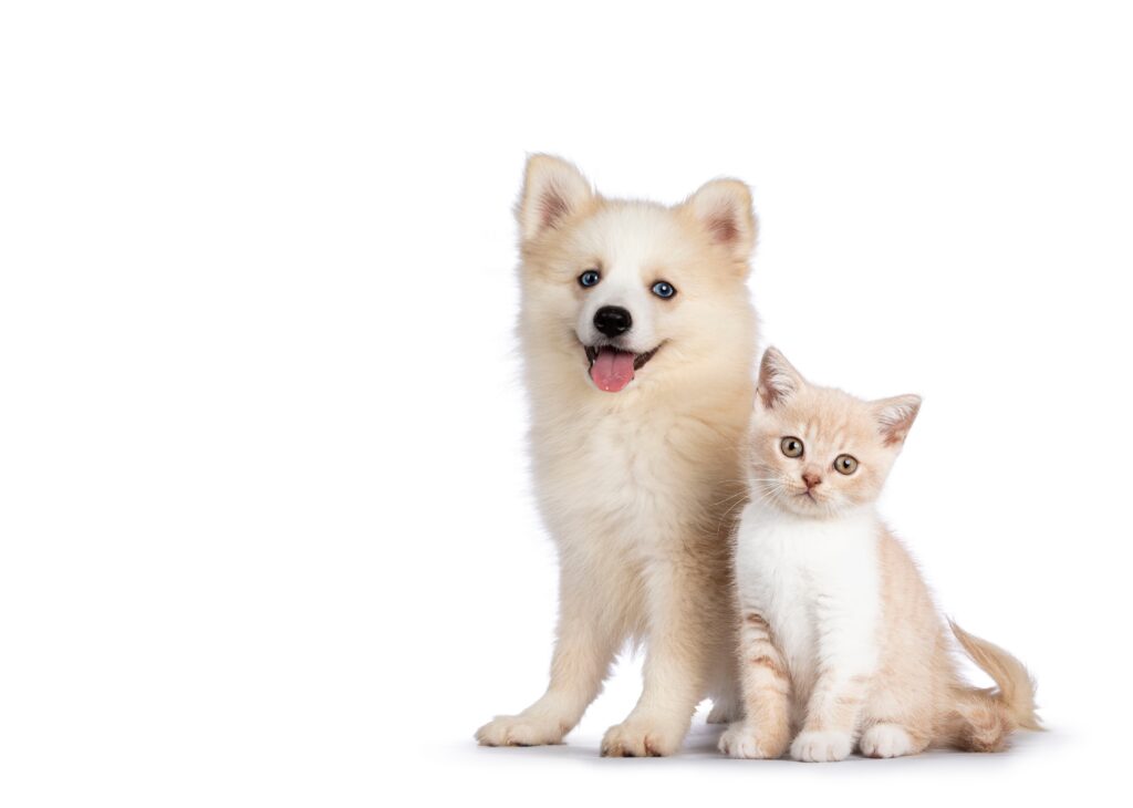 Cream colored dog and cream and white cat waiting to see their veterinarian at Bernville Vet Clinic.